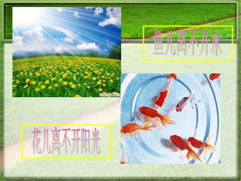 1.2.1生物与环境的关系 课件 人教版七年级上册 生物第4页