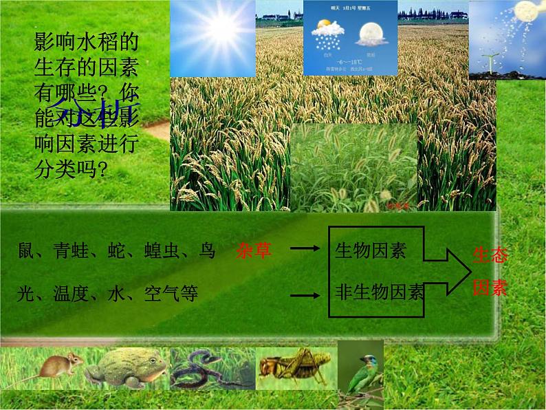 1.2.1生物与环境的关系 课件 人教版七年级上册 生物第6页