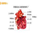 2021年初中生物人教版七年级下册  第二课时  血液循环的途径  课件