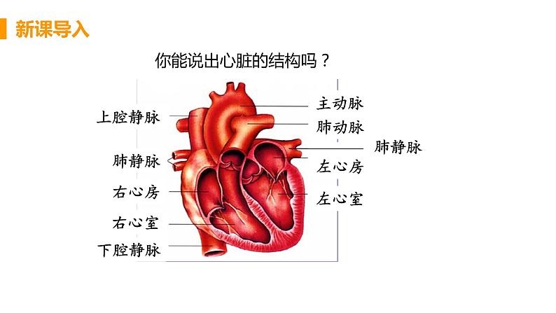 2021年初中生物人教版七年级下册  第二课时  血液循环的途径  课件第4页