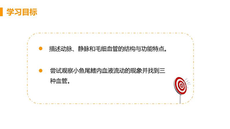 2021年初中生物人教版七年级下册  第二节  血流的管道——血管  课件第3页