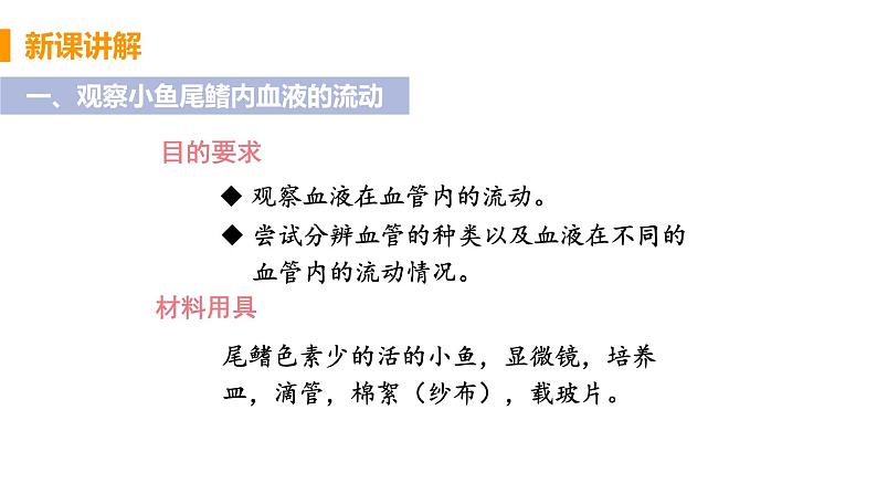 2021年初中生物人教版七年级下册  第二节  血流的管道——血管  课件第5页