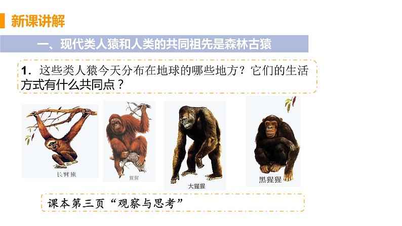 2021年初中生物人教版七年级下册  第一节  人类的起源和发展  课件第5页