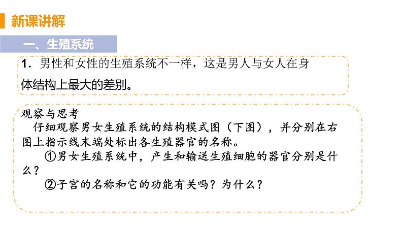 2021年初中生物人教版七年级下册  第二节  人的生殖  课件第5页