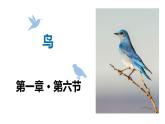 人教版八年级生物上册第一单元第六课《鸟》PPT教学课件（共21页）