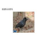 人教版八年级生物上册第一单元第六课《鸟》PPT教学课件（共21页）