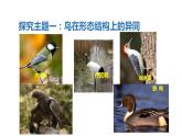 人教版八年级生物上册第一单元第六课《鸟》PPT教学课件（共21页）