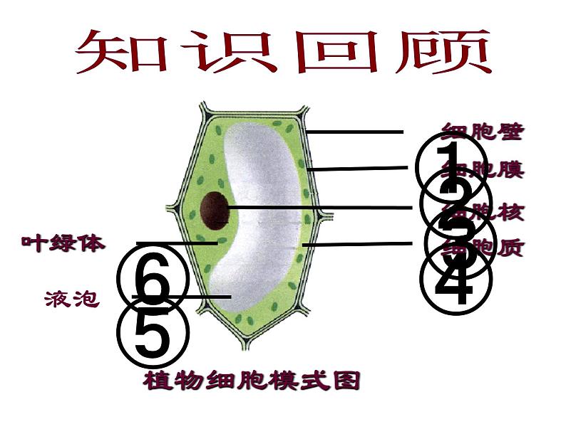 2021人教版七年级生物上册第四节细胞的生活课件第2页