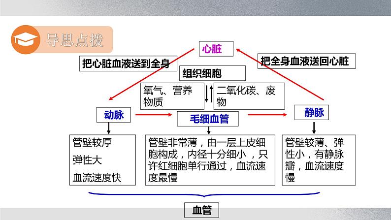 七年级生物下册 第四单元《血流的管道——血管》课件第4页