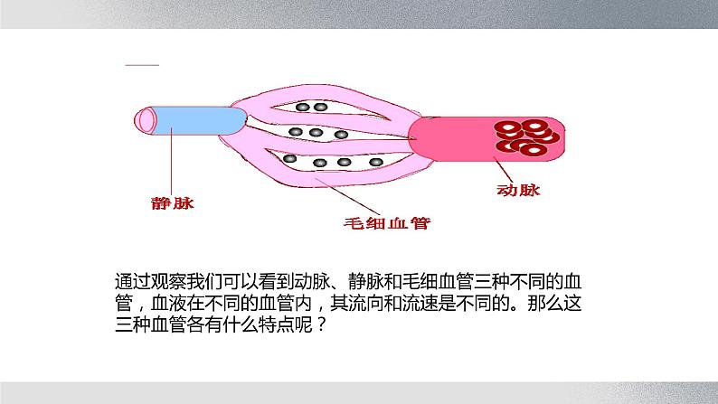 七年级生物下册 第四单元《血流的管道——血管》课件第8页