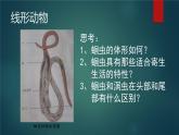 人教版（新课标）八年级上册：5.1.2 线形动物和环节动物  课件