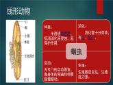 人教版（新课标）八年级上册：5.1.2 线形动物和环节动物  课件