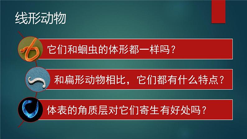 线形动物和环节动物 （上传）第6页