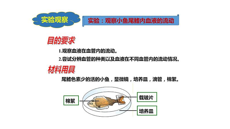 七年级生物下册4.4.2《血流的管道——血管》课件第3页