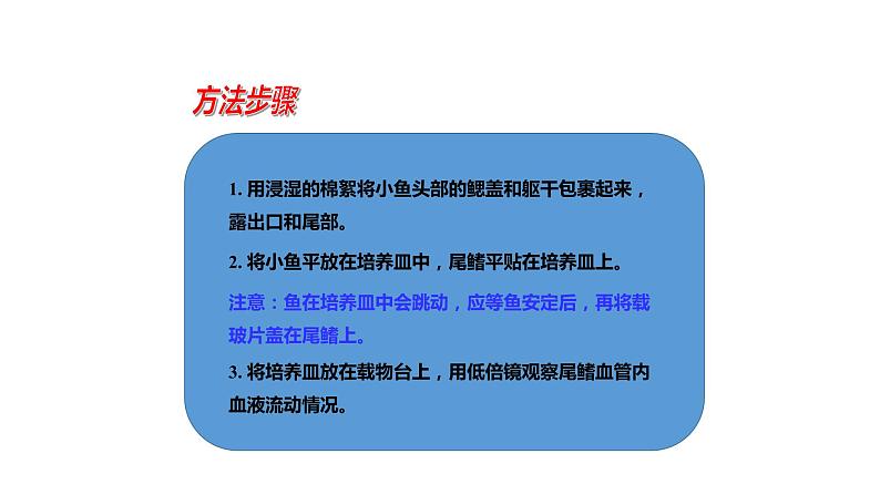 七年级生物下册4.4.2《血流的管道——血管》课件第4页