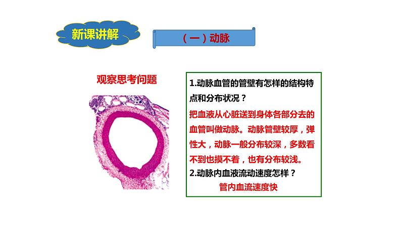 七年级生物下册4.4.2《血流的管道——血管》课件第8页