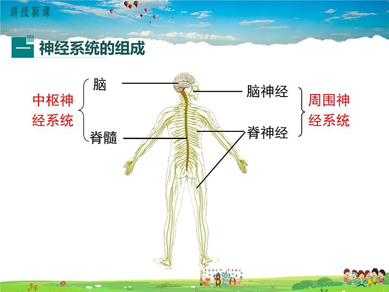 北师大版生物七年级下册-第1节神经系统与神经调节-第1课时神经系统的组成及反射【课件】第4页