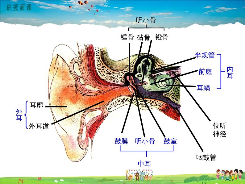 北师大版生物七年级下册-第2节感受器和感觉器官-第2课时听觉、其他感受器【教案+课件】05