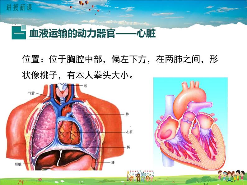 北师大版生物七年级下册-第2节血液循环-第2课时心脏与血液循环【教案+课件】04