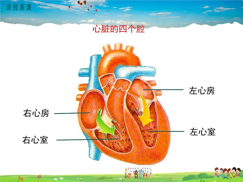 北师大版生物七年级下册-第2节血液循环-第2课时心脏与血液循环【教案+课件】05