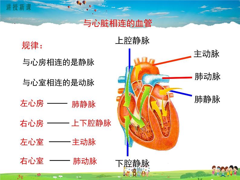 北师大版生物七年级下册-第2节血液循环-第2课时心脏与血液循环【教案+课件】06