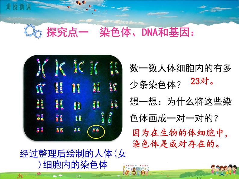 人教版生物八年级下册 第二章 生物的遗传与变异-第二节 基因在亲子代间的传递【教学课件】04