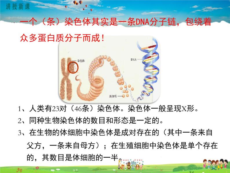 人教版生物八年级下册 第二章 生物的遗传与变异-第二节 基因在亲子代间的传递【教学课件】05