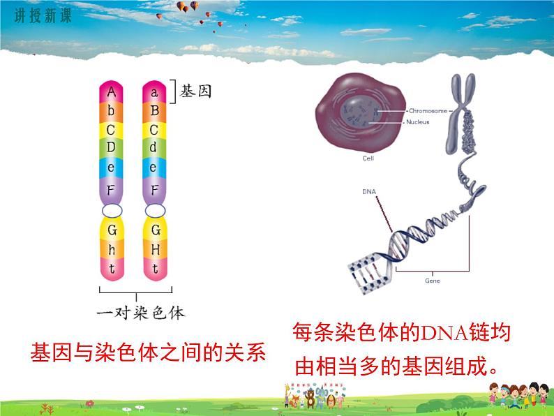 人教版生物八年级下册 第二章 生物的遗传与变异-第二节 基因在亲子代间的传递【教学课件】06