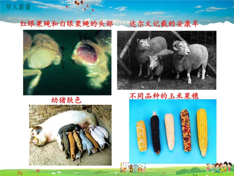 人教版生物八年级下册 第二章 生物的遗传与变异-第五节 生物的变异【教学课件】06