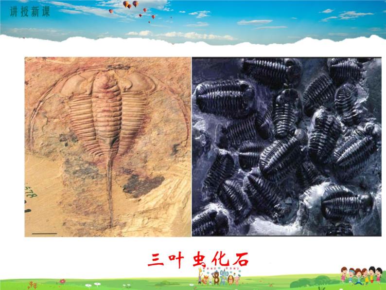 人教版生物八年级下册 第三章 生命起源和生物进化-第二节 生物进化的历程【教学课件】06