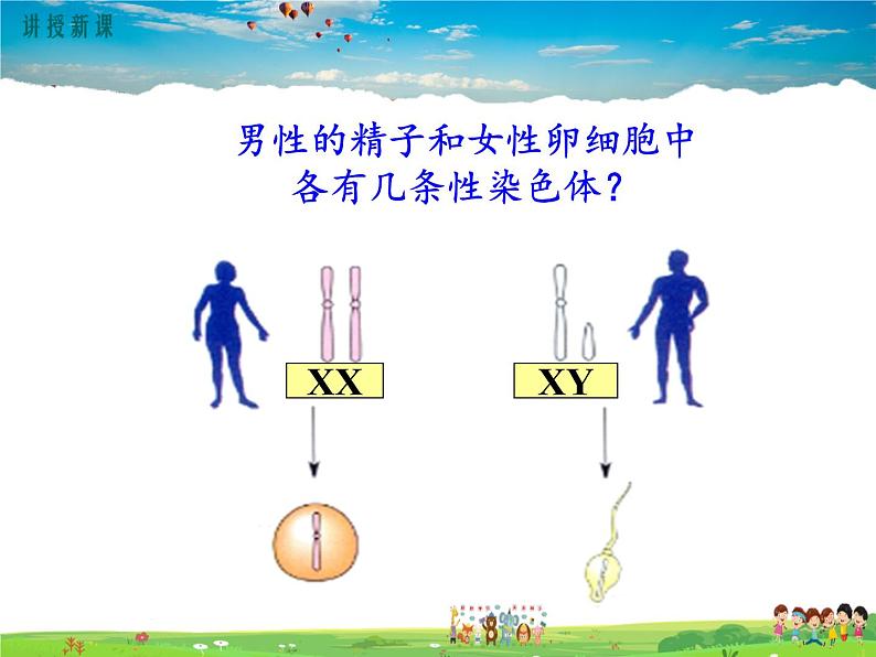 人教版生物八年级下册 第二章 生物的遗传与变异-第四节 人的性别遗传【教学课件】05