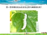 人教版生物八年级下册 第一章 生物的生殖和发育-第二节 昆虫的生殖和发育【教学课件】