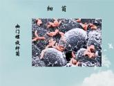 14.3神奇的微生物 课件（5）苏教版八年级生物上册
