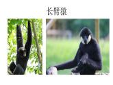 16.4人類的起源和進(jìn)化 課件（1）蘇教版八年級(jí)生物上冊(cè)