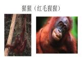 16.4人類的起源和進(jìn)化 課件（1）蘇教版八年級(jí)生物上冊(cè)