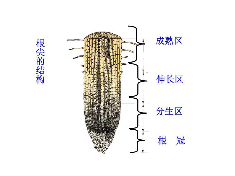 植物根的生长PPT课件免费下载05