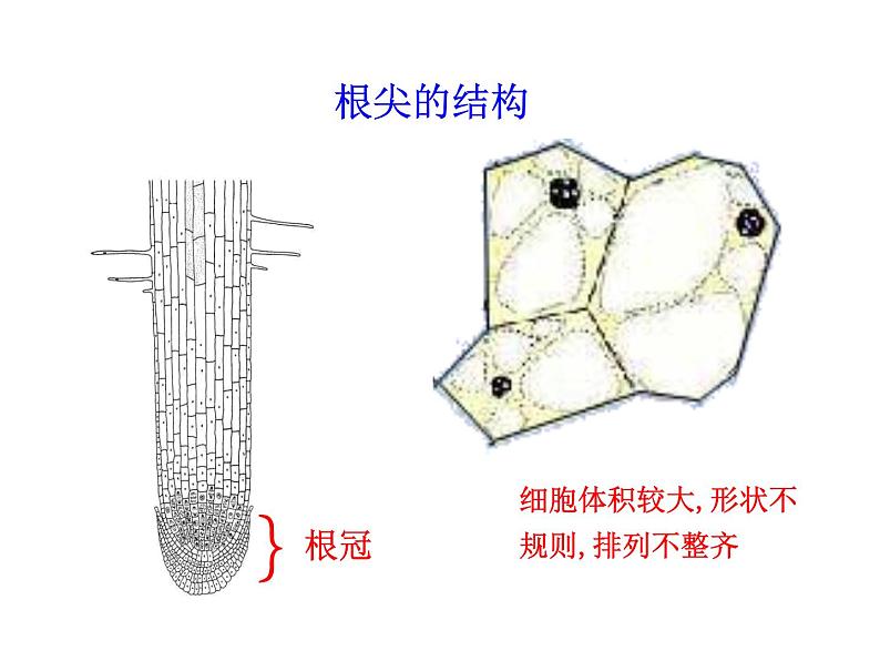 植物根的生长PPT课件免费下载06