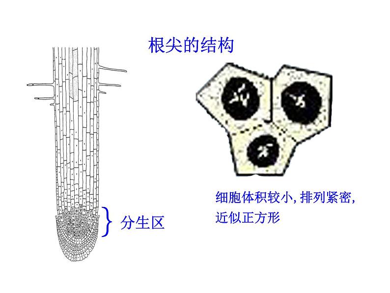 植物根的生长PPT课件免费下载07