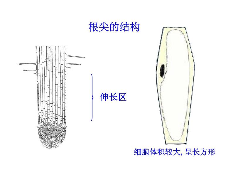 植物根的生长PPT课件免费下载08