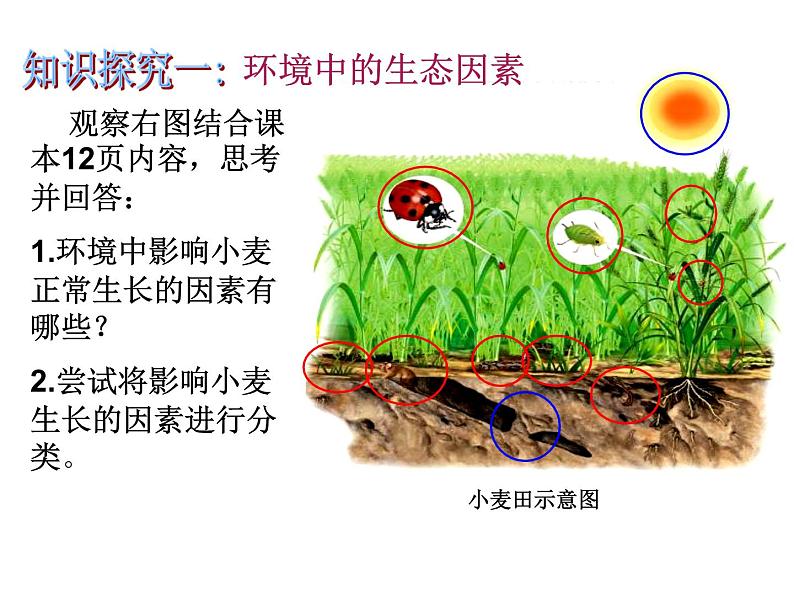 生物与环境的关系PPT课件免费下载02