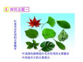 6.2植物光合作用的场所 课件（27）苏教版七年级生物上册