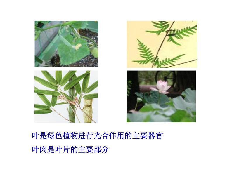 6.2植物光合作用的场所 课件（27）苏教版七年级生物上册第5页