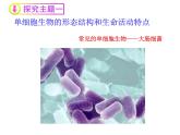 4.1单细胞生物 课件（29）苏教版七年级生物上册