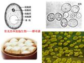 4.1单细胞生物 课件（29）苏教版七年级生物上册