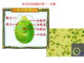 4.1单细胞生物 课件（29）苏教版七年级生物上册