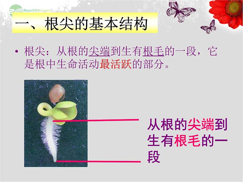 5.2植物根的生长 课件（28）苏教版七年级生物上册03