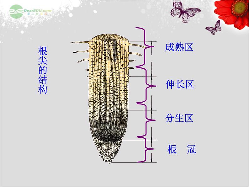 5.2植物根的生长 课件（28）苏教版七年级生物上册05