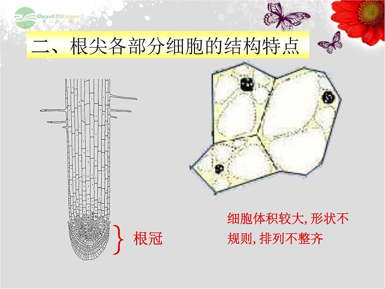 5.2植物根的生长 课件（28）苏教版七年级生物上册06