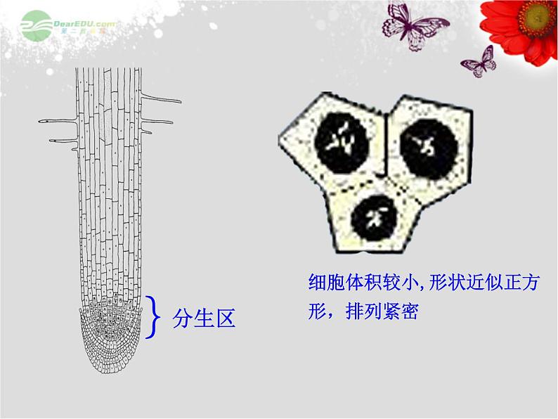 5.2植物根的生长 课件（28）苏教版七年级生物上册07