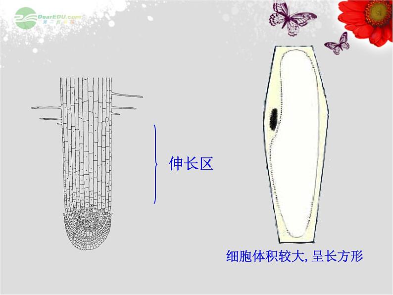 5.2植物根的生长 课件（28）苏教版七年级生物上册08